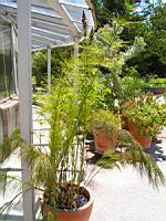 Elegia Capensis (fam. Restionacees) (Afr du sud)(00) (Photo F. Mrugala)